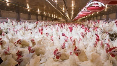 Step-By-Step Guide to Starting a Profitable Poultry Farming Business in Nigeria