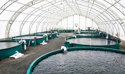 Step-by-Step Guide to Start a Profitable Fish Farm in Nigeria