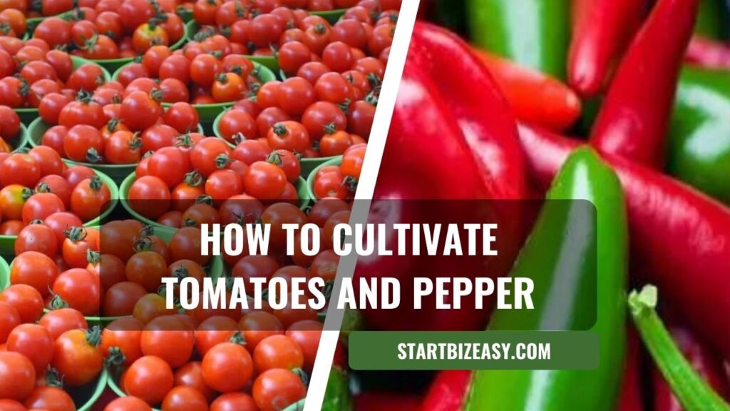 How to cultivate Tomatoes and pepper