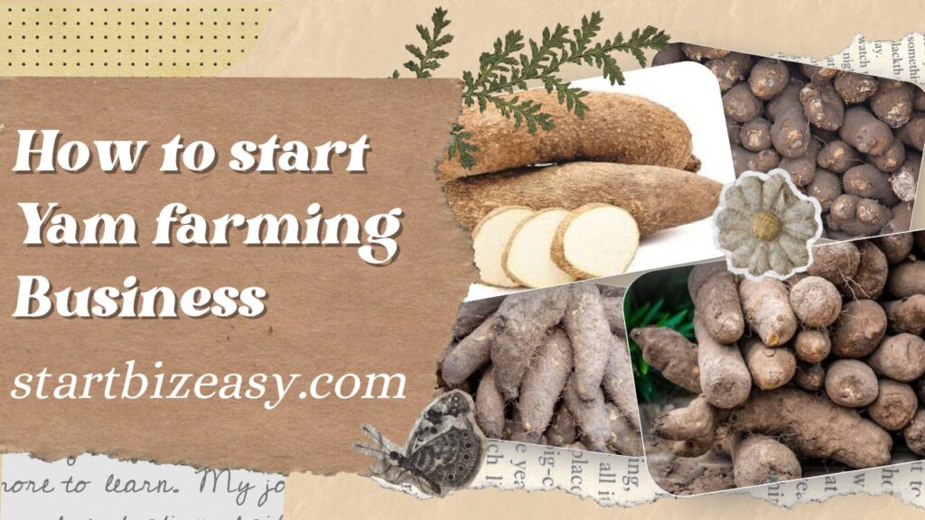 How to start Yam farming Business